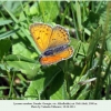 lycaena candens georgia female3